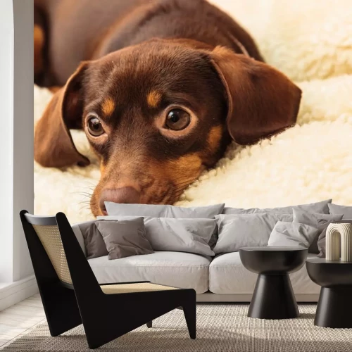 Sticker Gemengde hond ontspannen op bed thuis