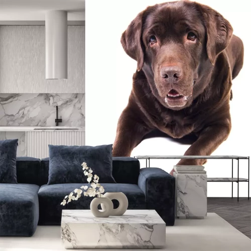 Sticker Labrador op witte achtergrond