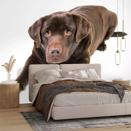 Sticker Liggende bruine hond