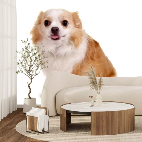 Sticker Chihuahua op witte achtergrond