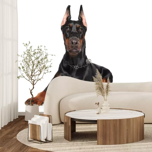 Sticker Jonge Doberman liggen op witte achtergrond