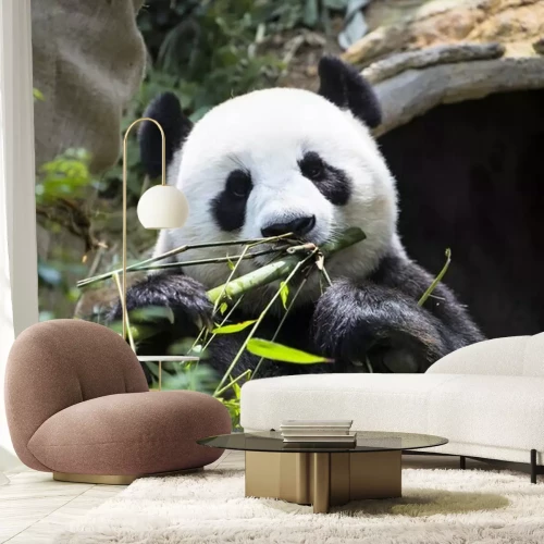 Fotobehang Panda in bamboe bladeren