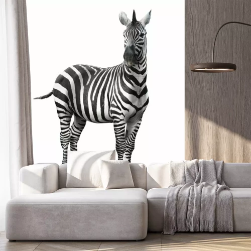 Sticker Zebra op een witte achtergrond