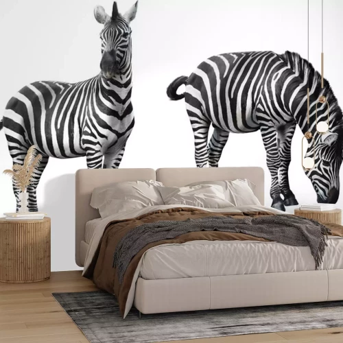 Sticker Zebra op een witte achtergrond
