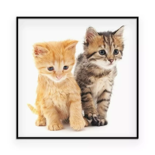 Poster Portret van kleine kittens