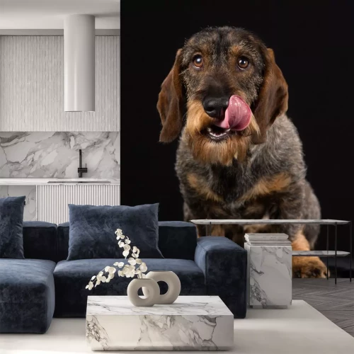 Sticker Ruwharige teckel hond