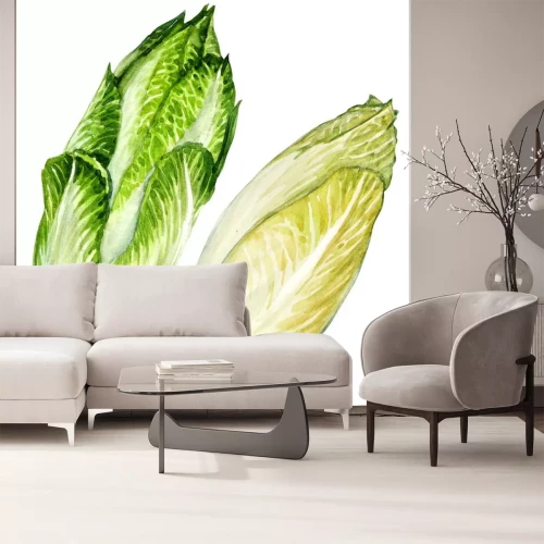 Sticker head of belgian endive chicory isolated