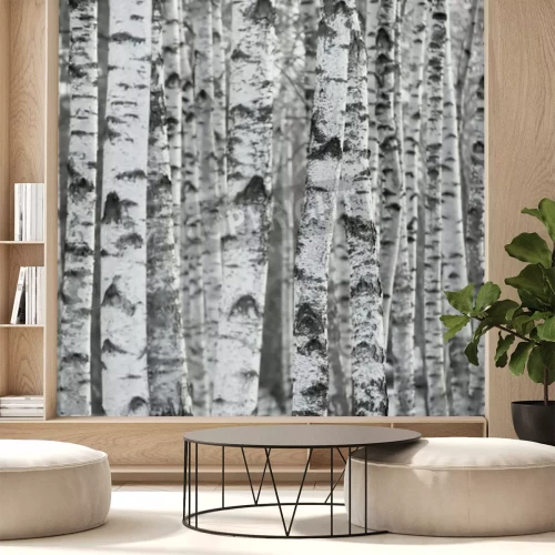 Fotobehang Close-up van een berkenstam
