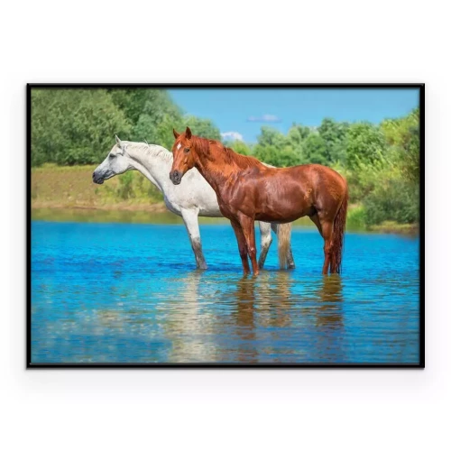 Poster Een paar paarden die rusten in een rivier.