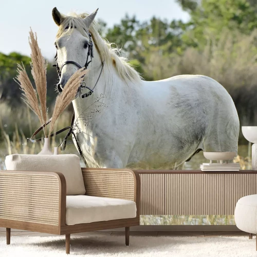 Fotobehang Portret van een wit Camargue paard
