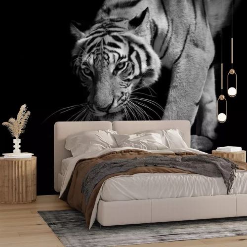 Sticker Een tijger in beweging die uit de schaduw tevoorschijn komt