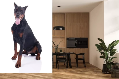 Visualisatie van het product