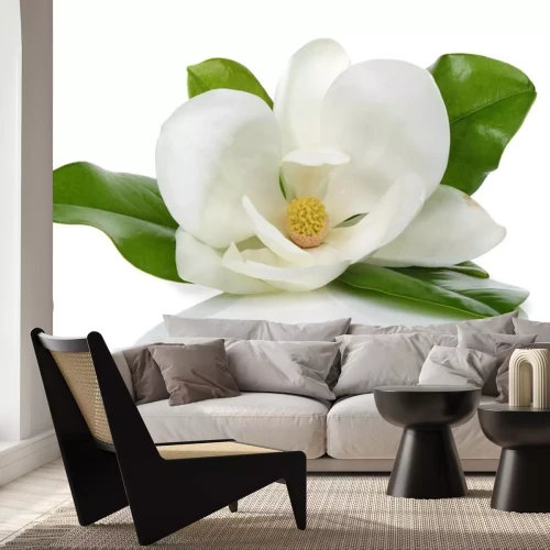 Sticker Witte magnolia op een witte achtergrond