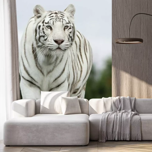 Fotobehang Silhouet van een witte tijger