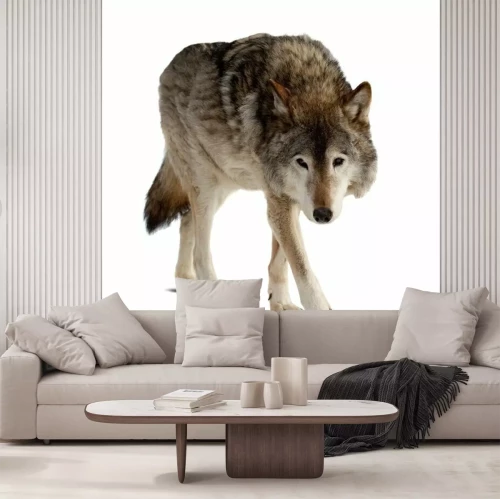 Fotobehang Eenzame wolf op heldere achtergrond