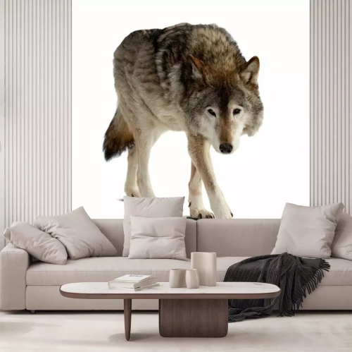 Sticker Eenzame wolf op heldere achtergrond