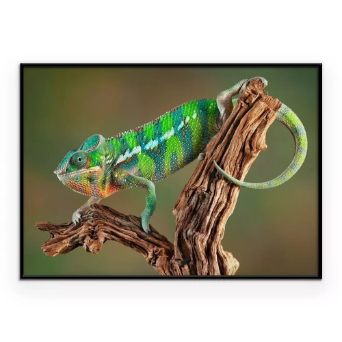 Poster Een groene kameleon die langs een tak naar beneden klimt.