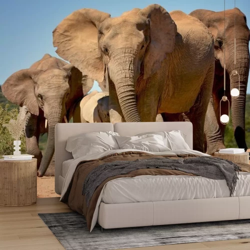 Sticker Olifanten lopen in Addo Elephant National Park, Zuid-Afrika