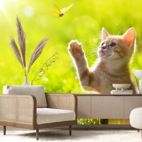 Fotobehang Een gemberkat met een vlinder in de weide