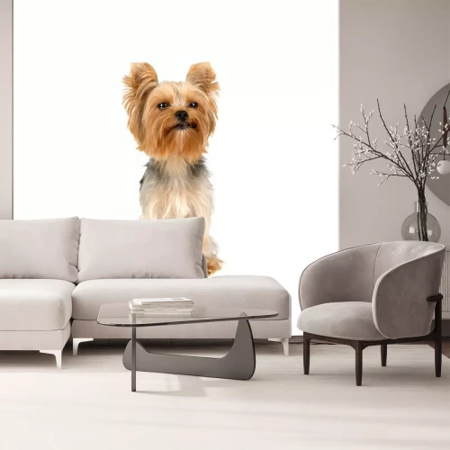 Sticker Yorkshire terrier
