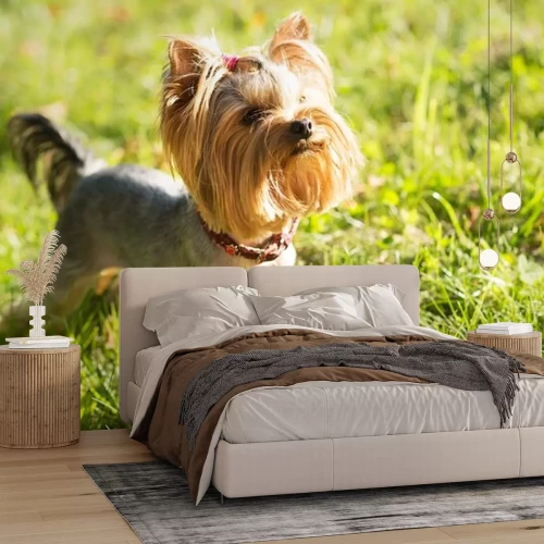 Sticker Yorkshire terriër, vriendschappelijk huisdier, kleine hond