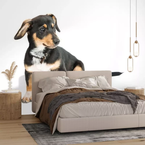 Sticker Dachshund puppy