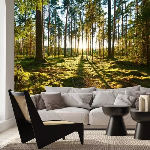 Fotobehang Zonsopgang in het dennenbos