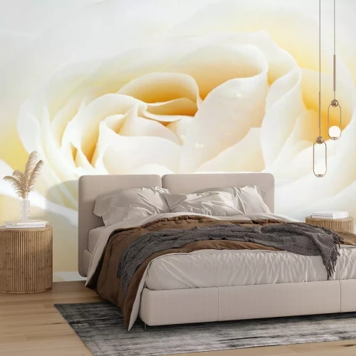 Fotobehang Close-up van witte rozenblaadjes