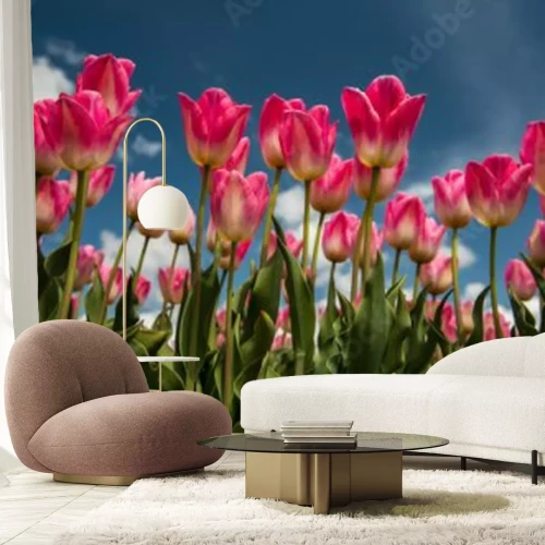 Fotobehang Tulp cultuur, Nederland