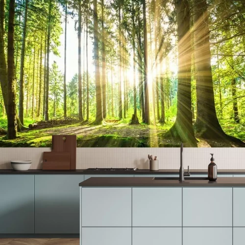 Fotobehang Panorama van een zonnig bos