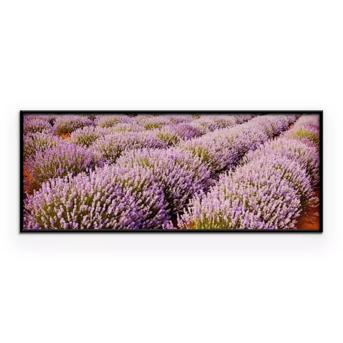 Poster Paarse strepen van bloeiende lavendel