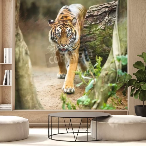 Fotobehang Tijger loopt door het bos