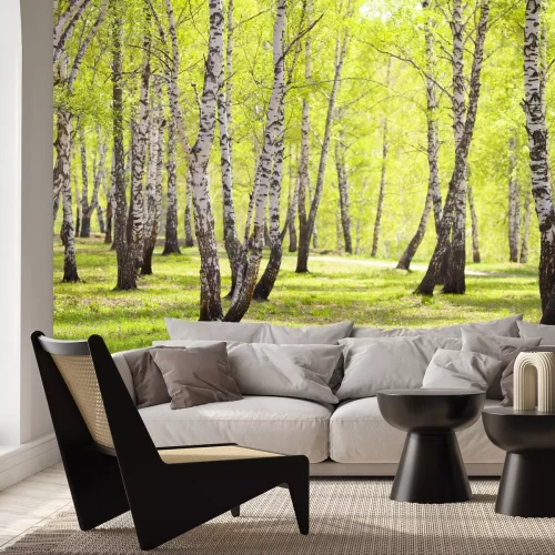 Fotobehang Berken in een park