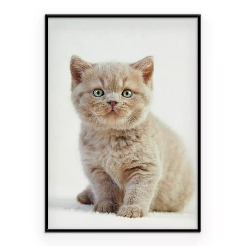 Poster Portret van een Britse kat