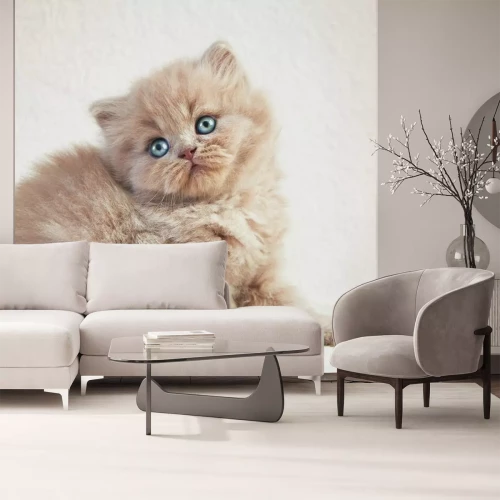 Sticker Cats Bisque Britse kat