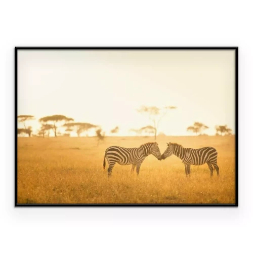 Poster Zebra Love in the Serengeti