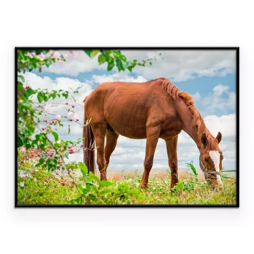 Poster Een kastanjebruin paard graast in een weiland.