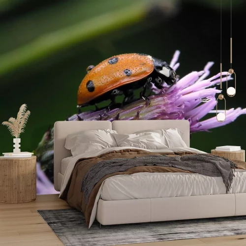 Sticker Lieveheersbeestje met regendruppels op een paarse bloem