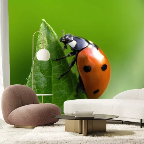 Sticker Lieveheersbeestje op groene achtergrond