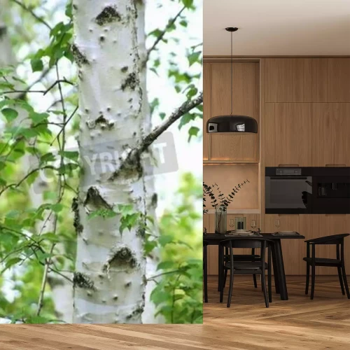 Fotobehang Close-up van berkenschors