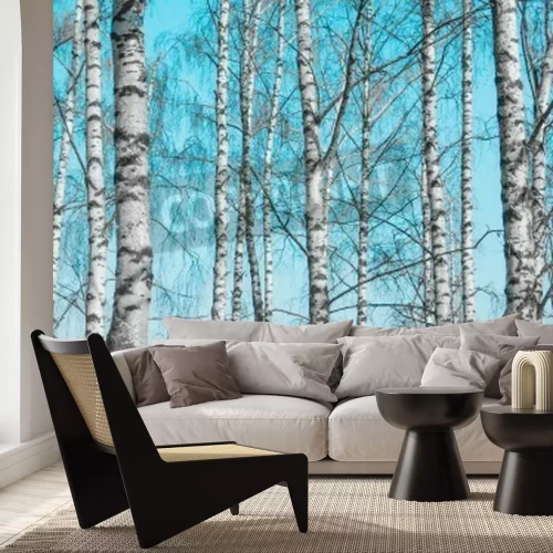 Fotobehang Berkenstammen in de winter