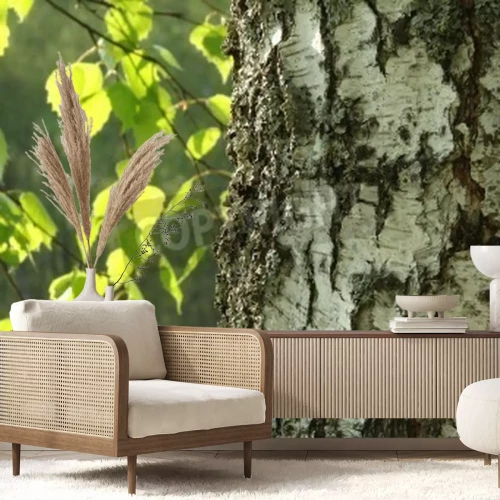 Fotobehang Berkenbast en groene bladeren