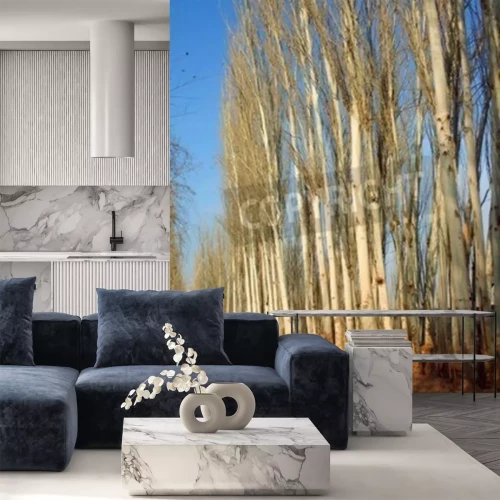 Fotobehang Berken langs de kant van de weg