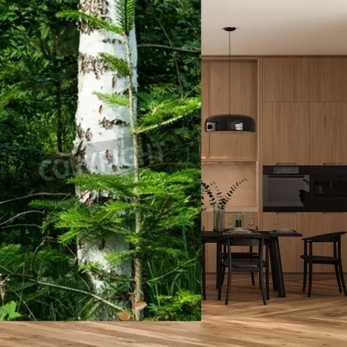 Fotobehang Berkenbomen tussen kerstbomen