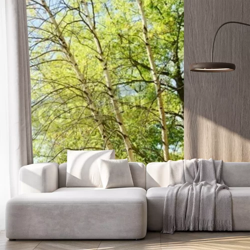 Fotobehang Berken in de zon