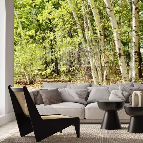 Fotobehang Berken en strooisellaag