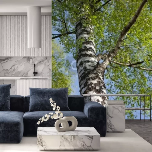 Fotobehang 3D berkenboom van onderen bekeken