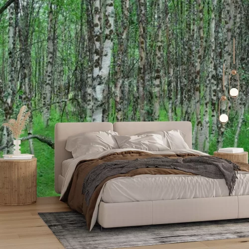 Fotobehang Zwart-witte berken in een bos