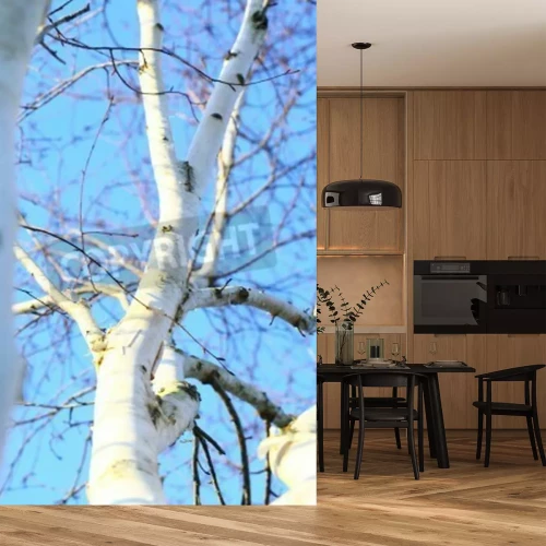 Fotobehang Berkenboom op een achtergrond van de hemel