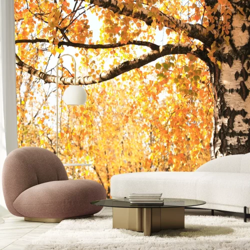 Fotobehang Herfstbladeren van berken